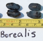 2012-07-27 Borealis Berriesx.jpg