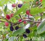 mulberriesonbush-jw150.jpg