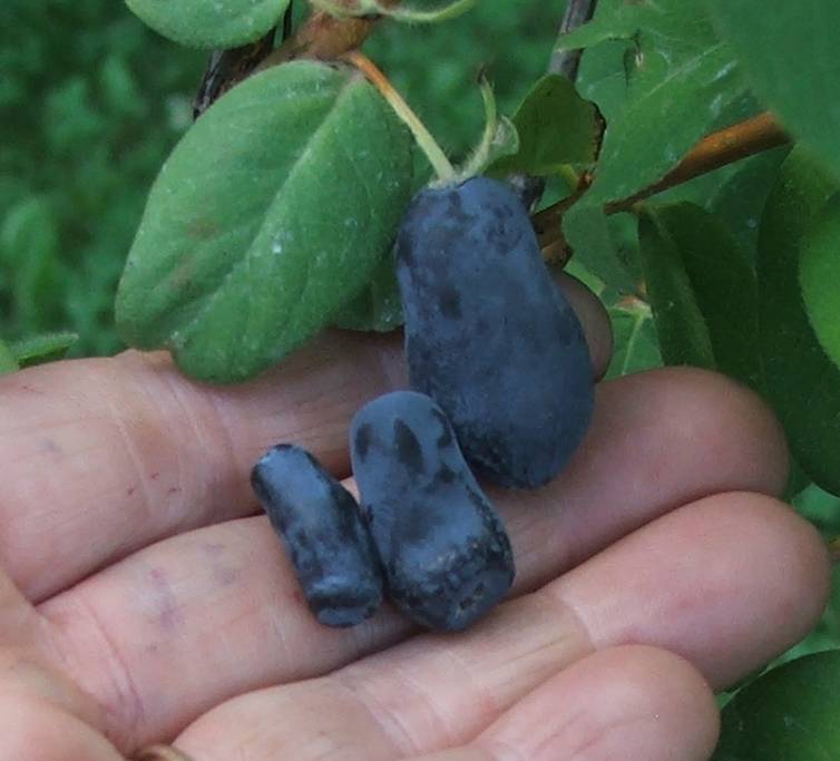 7. The skin of the edible honeysuckle berry will turn blue before it is ripe.