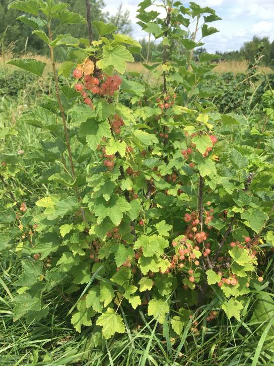 - ROVADA Red currant Ribes rubrum 5 fresh cuttings FREE SHIPPING