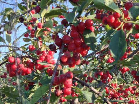 FE cherries on tree.jpg