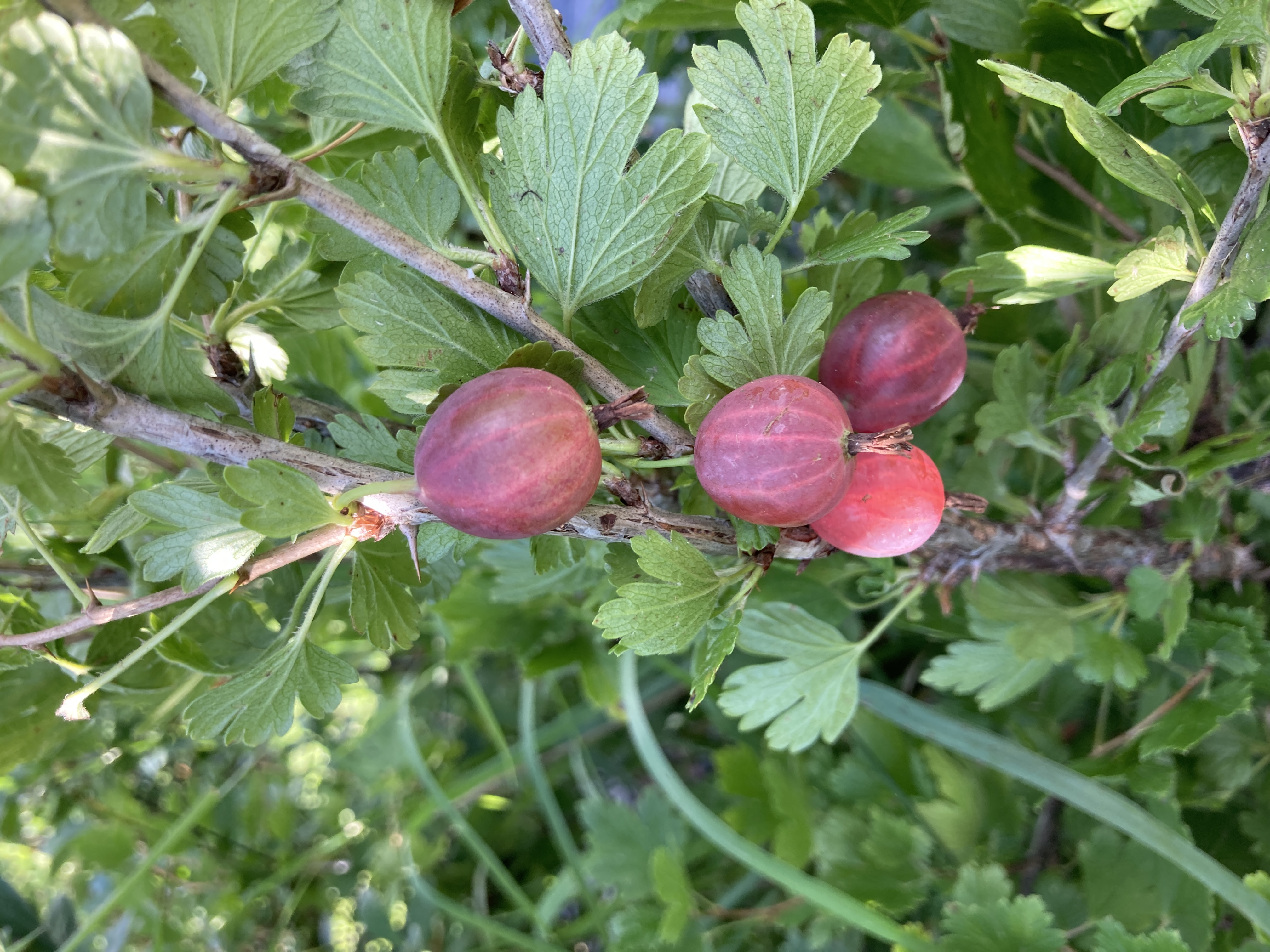Gooseberry-reddishpink.jpg